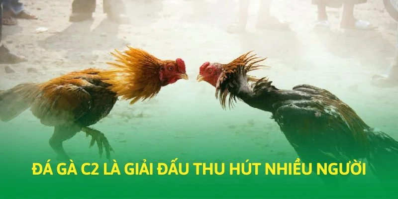 Đá gà C2 là giải đấu thu hút nhiều người